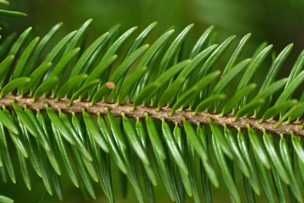 a close up of a pine tree branch