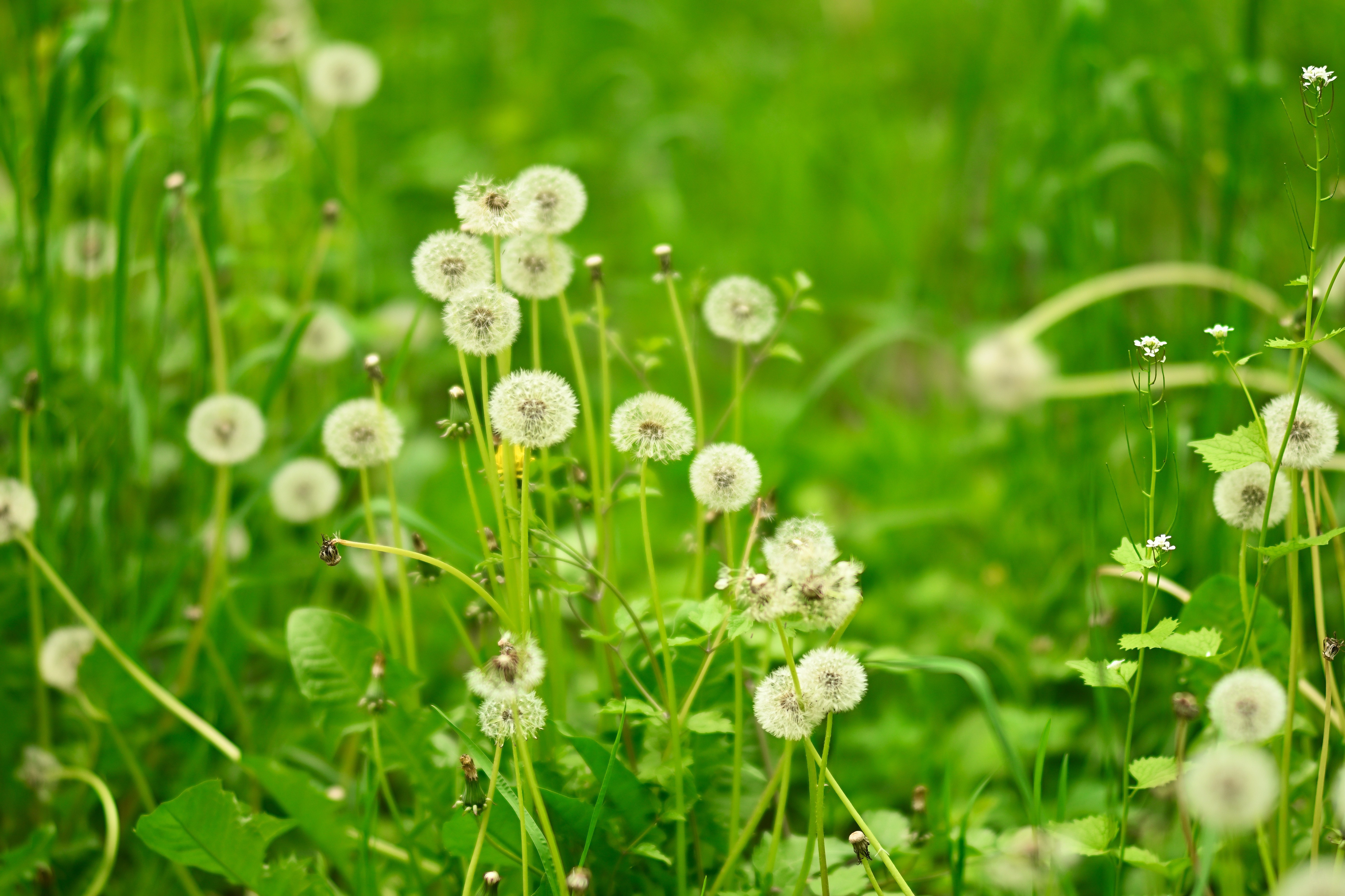 Photo by bkaraivanov