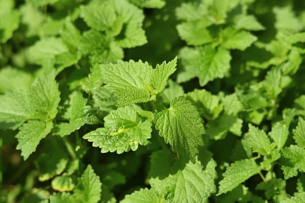 a close up of a green plant with leaves