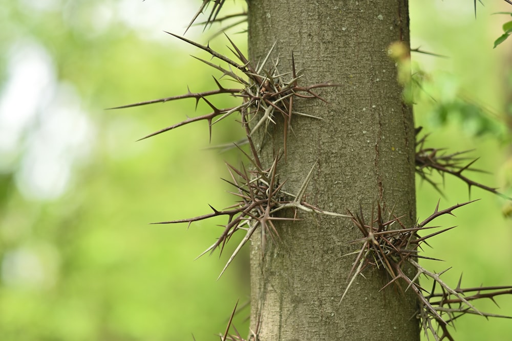 a close up of a tree with a bunch of spikes on it
