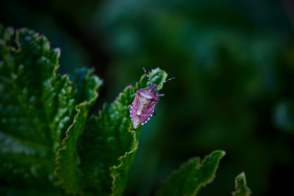 a close up of a leaf with water droplets on it