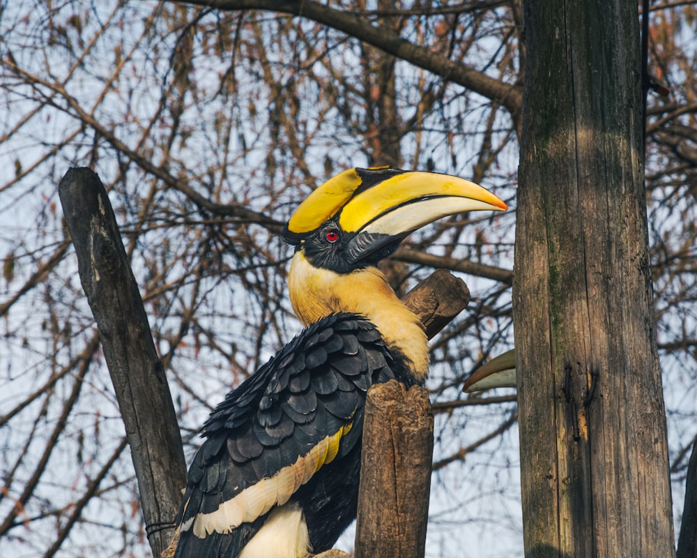 a yellow and black bird perched on top of a tree