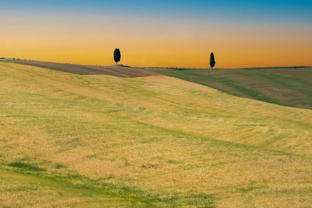 a grassy field with two trees in the distance