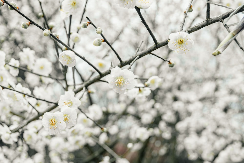 a tree filled with lots of white flowers