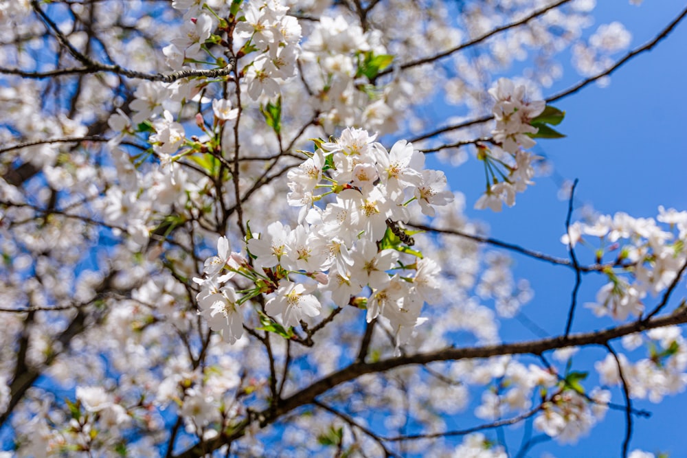 a tree with white flowers and a blue sky in the background