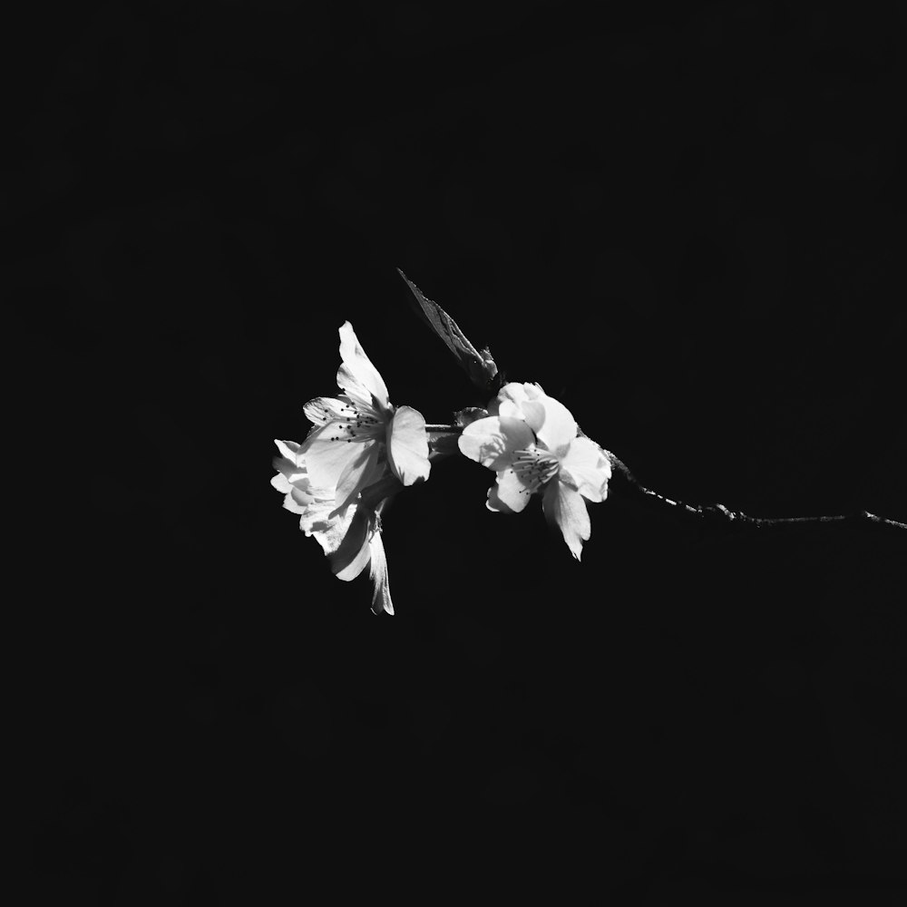 a black and white photo of two flowers