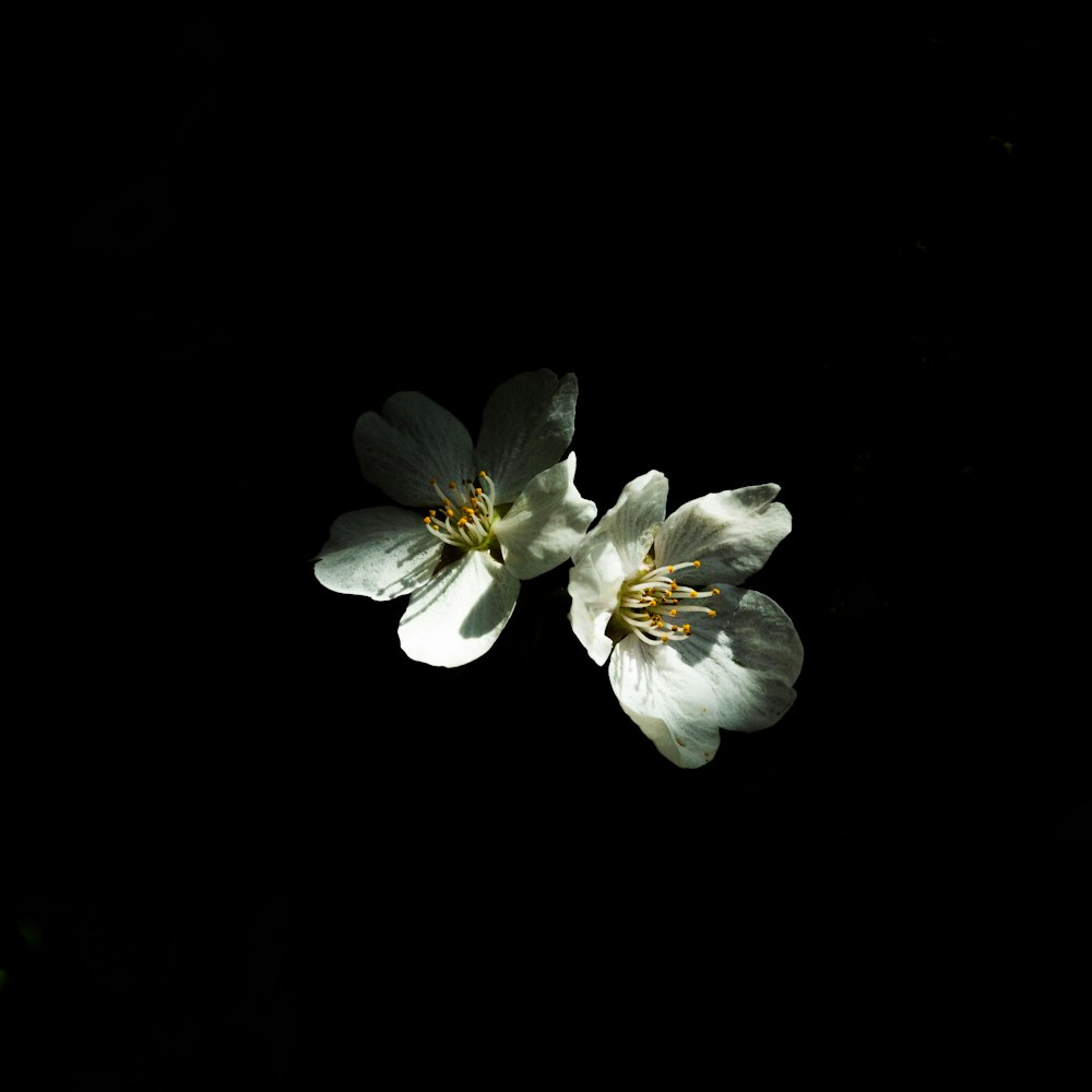 two white flowers in the dark on a black background