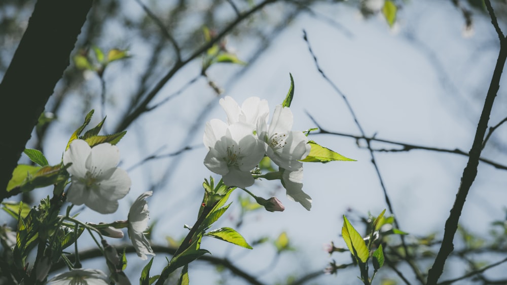 white flowers are blooming on a tree branch