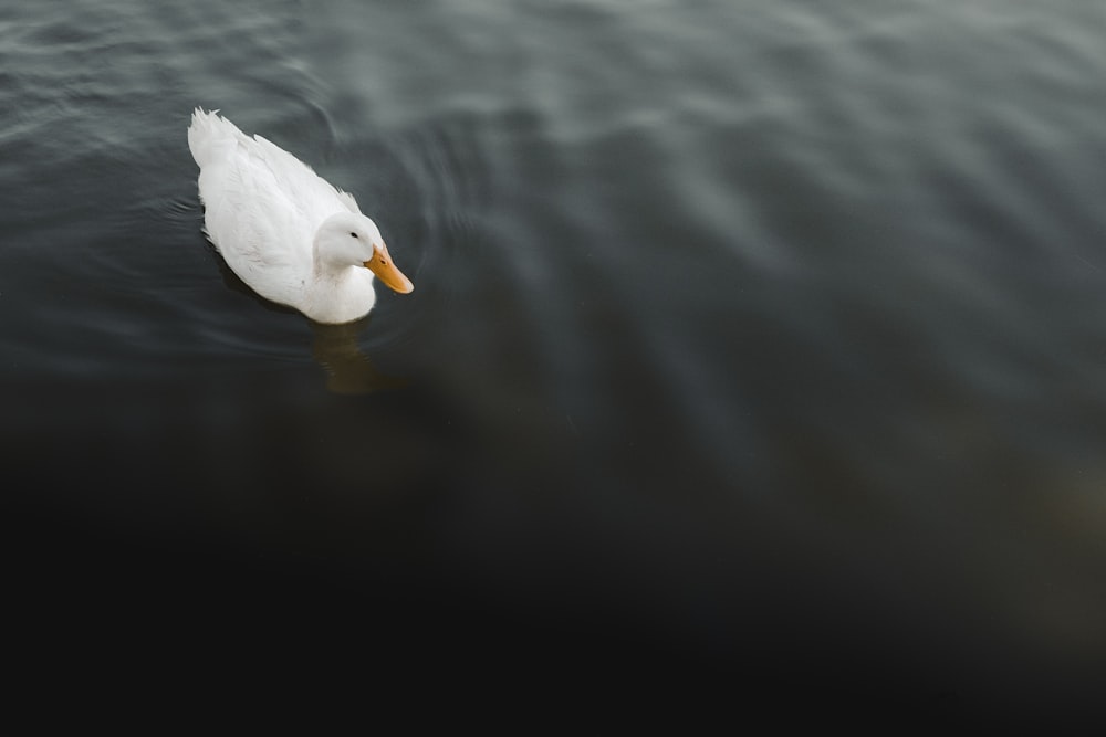 a white duck floating on top of a body of water