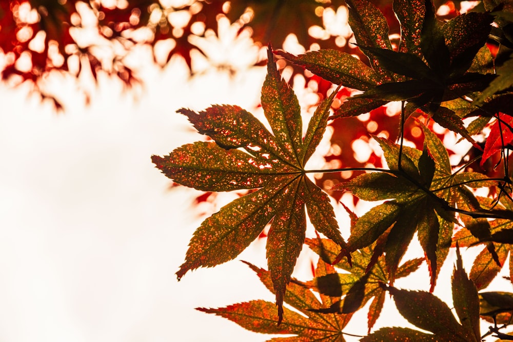 a close up of a leaf on a tree