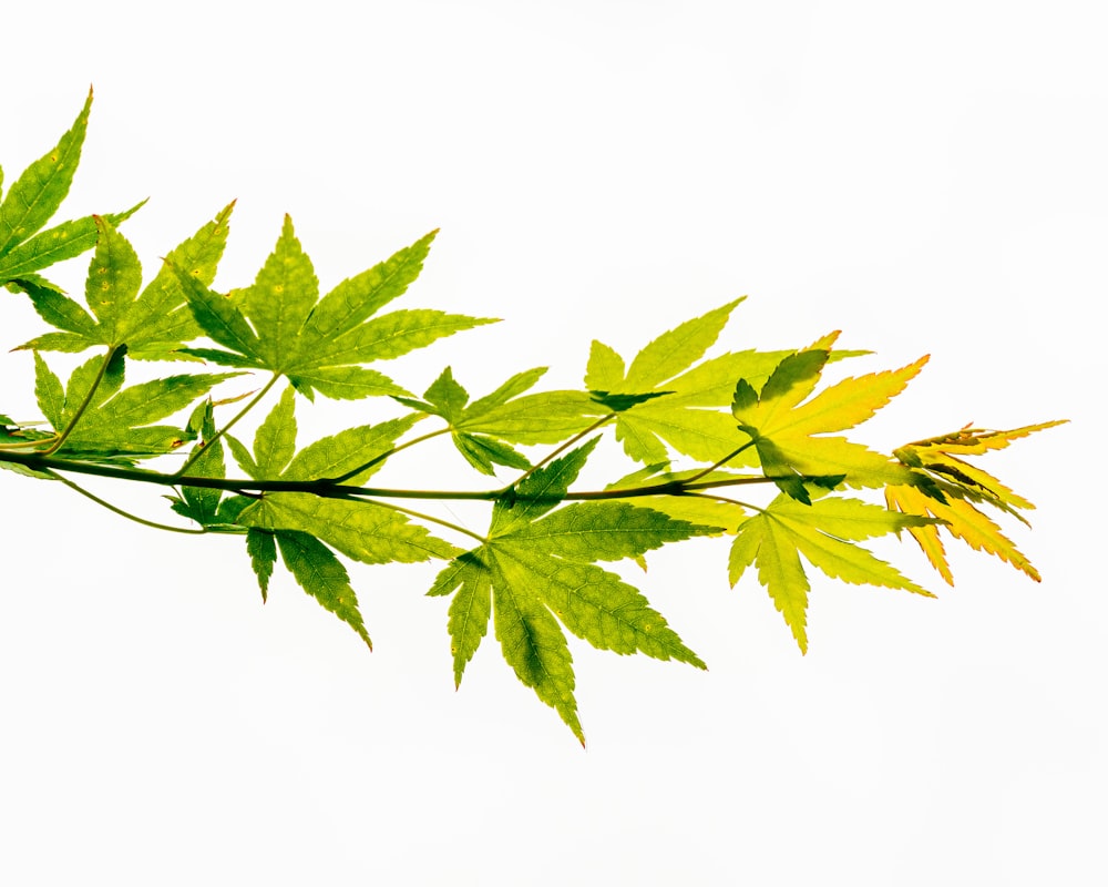 a branch with green leaves against a white background