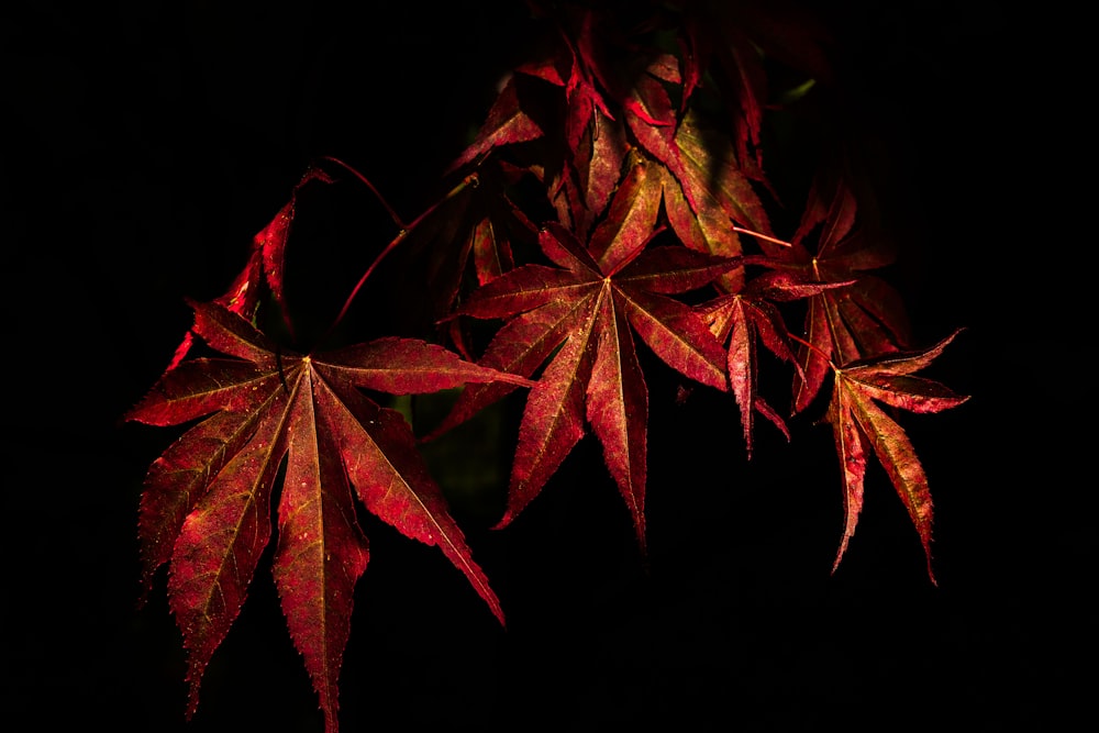 a close up of some red leaves on a tree