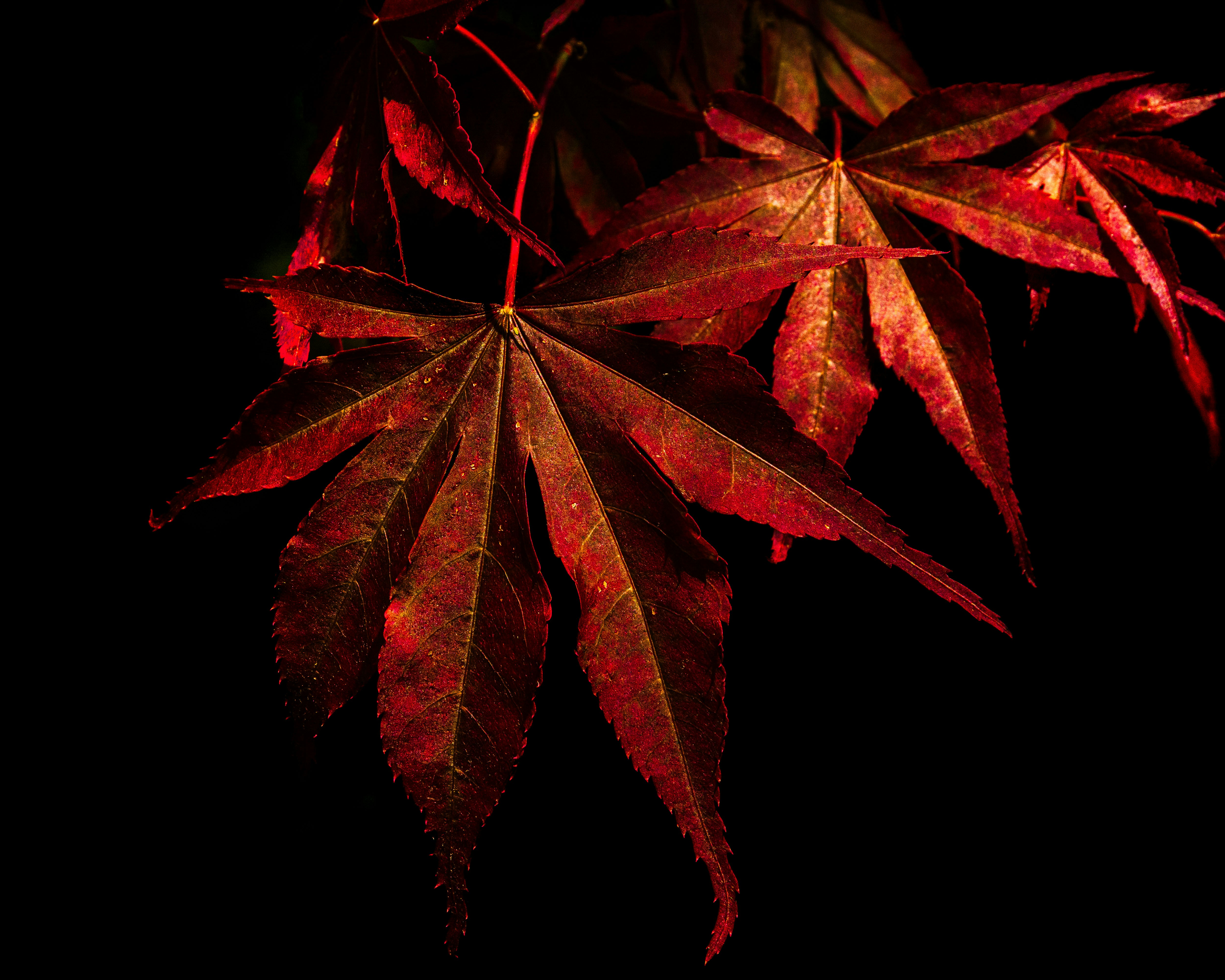a close up of a red leaf on a tree