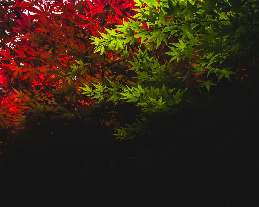 a red and green tree in the dark