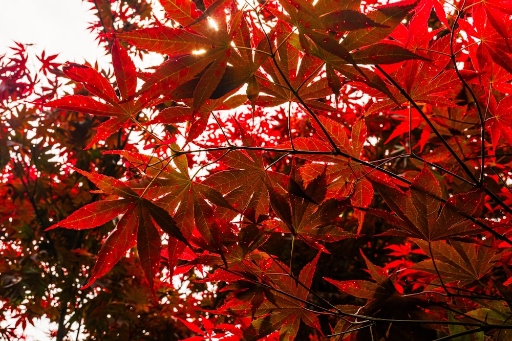 a tree with red leaves in the sunlight