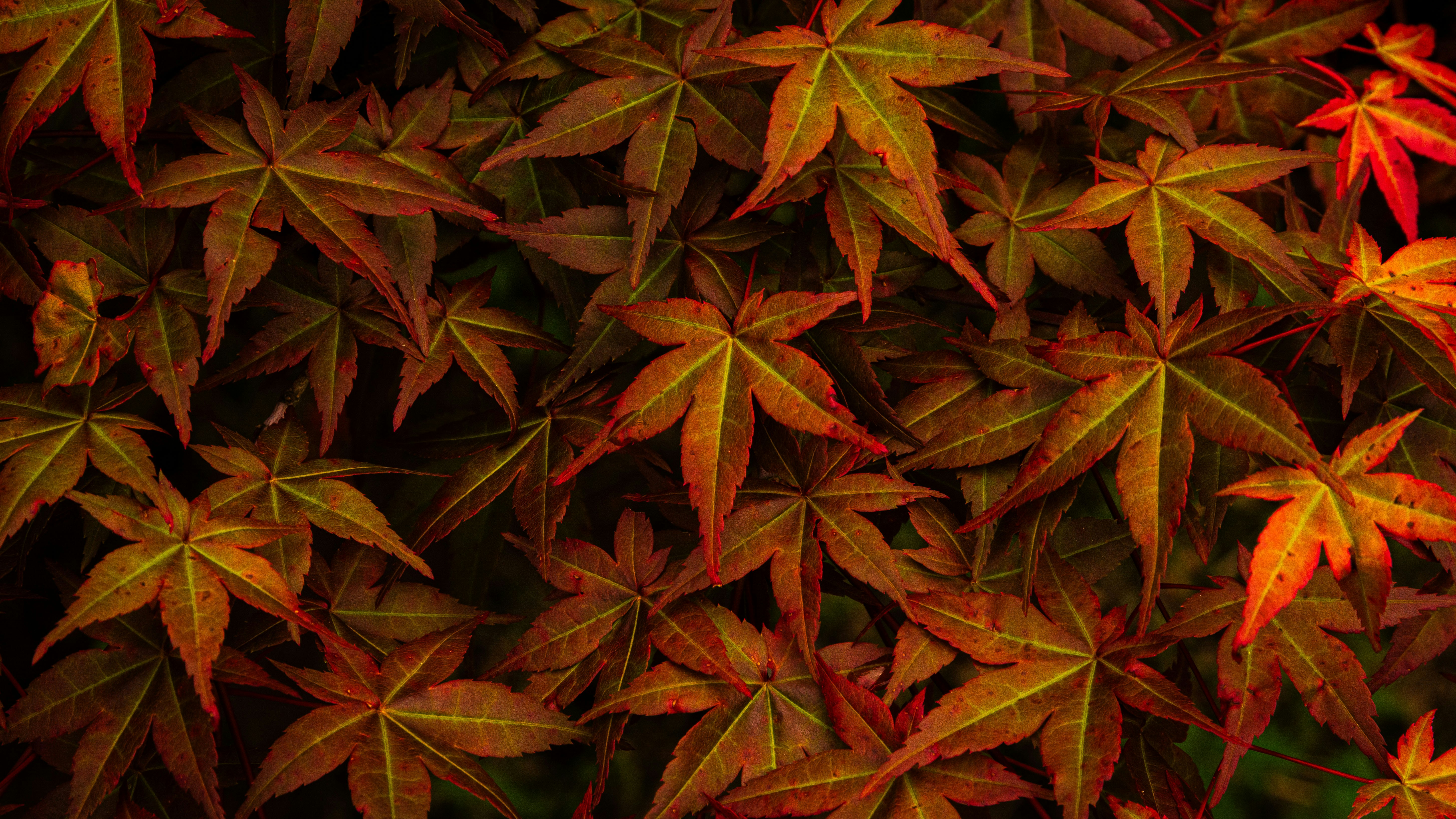 a bunch of leaves that are on a tree