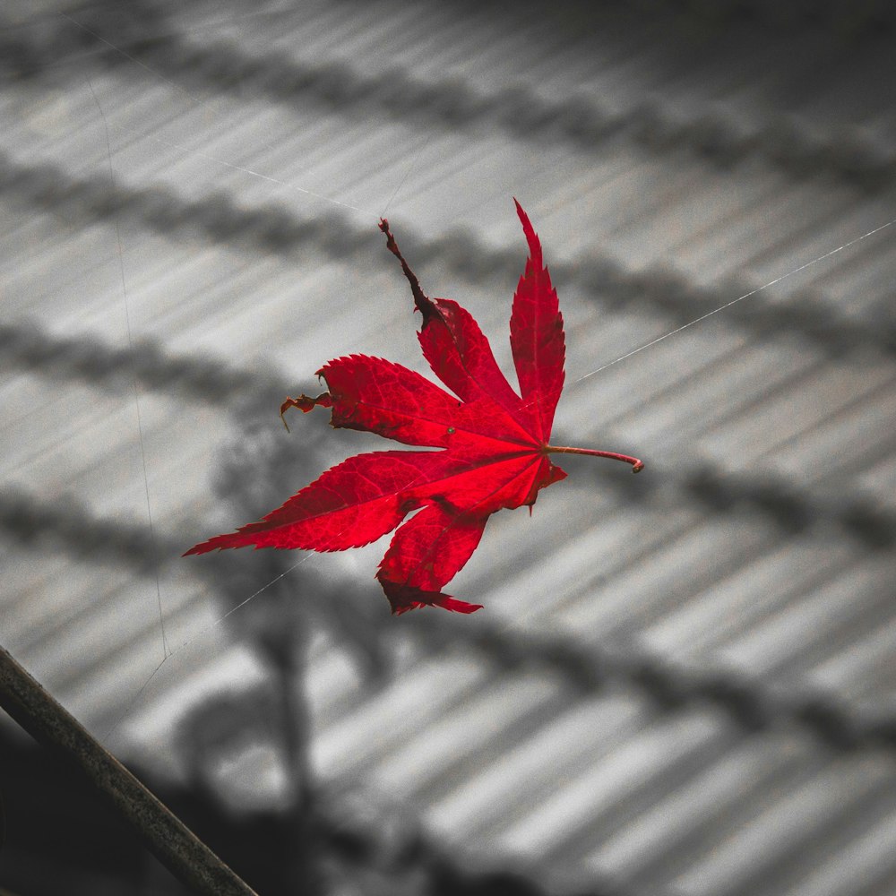 a red leaf on a chain link fence