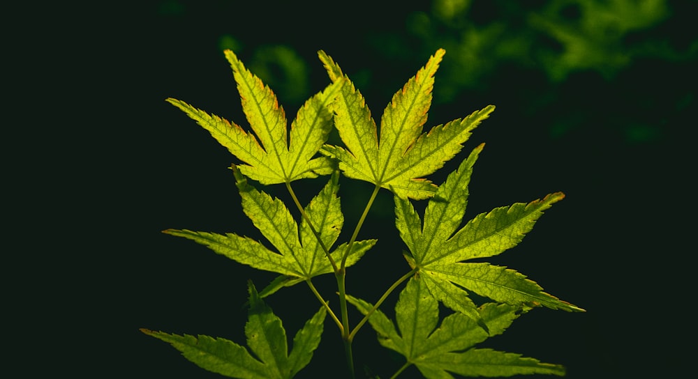 a close up of a green leaf on a plant