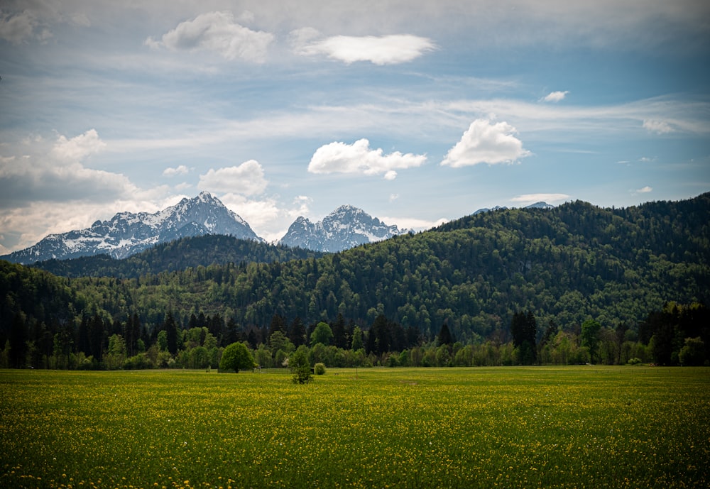 a grassy field with mountains in the background