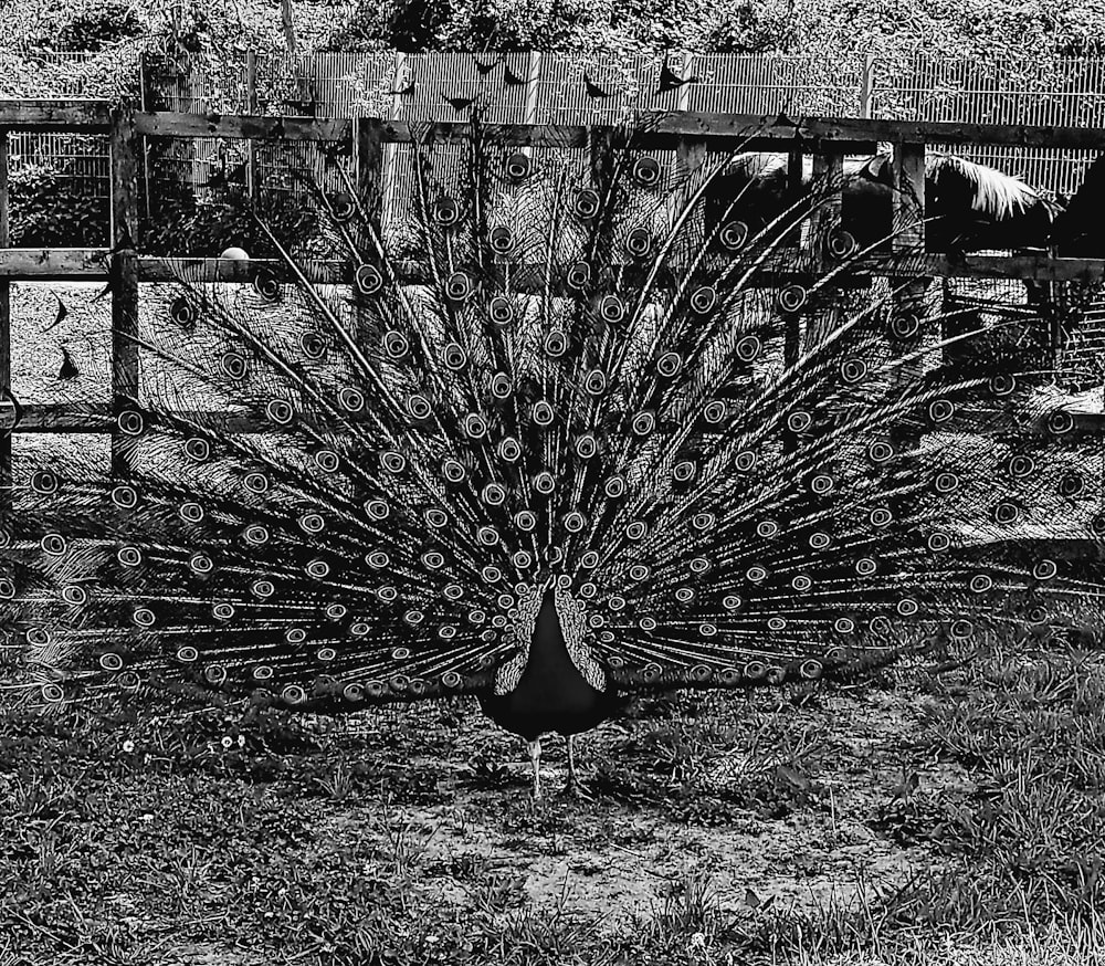 a black and white photo of a peacock