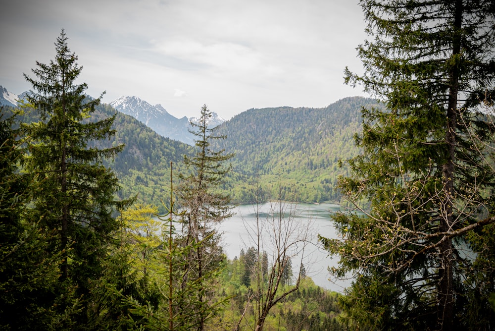 a view of a lake through some trees