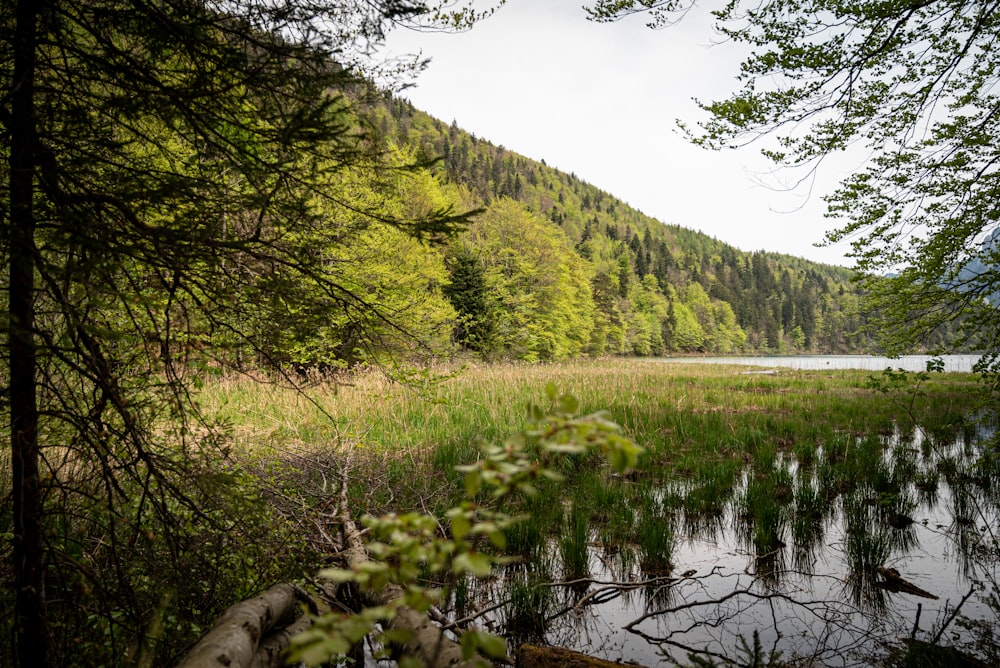 a large body of water surrounded by trees