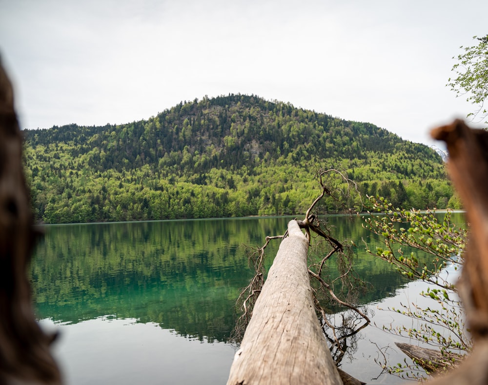 a log sticking out of the water near a mountain