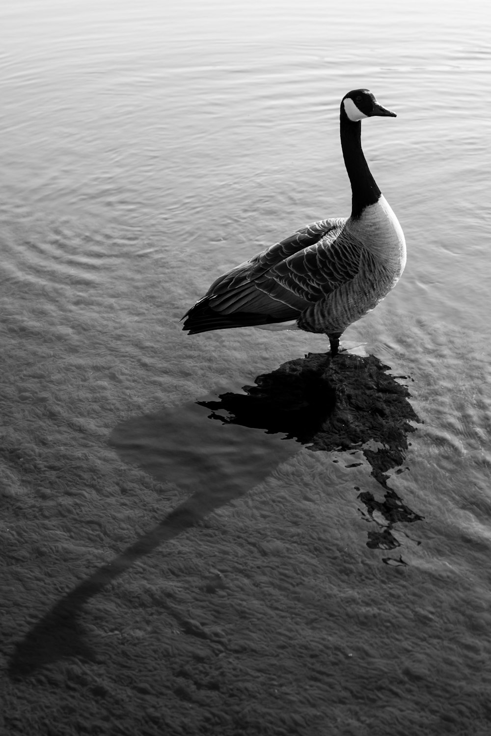 a black and white photo of a duck in the water