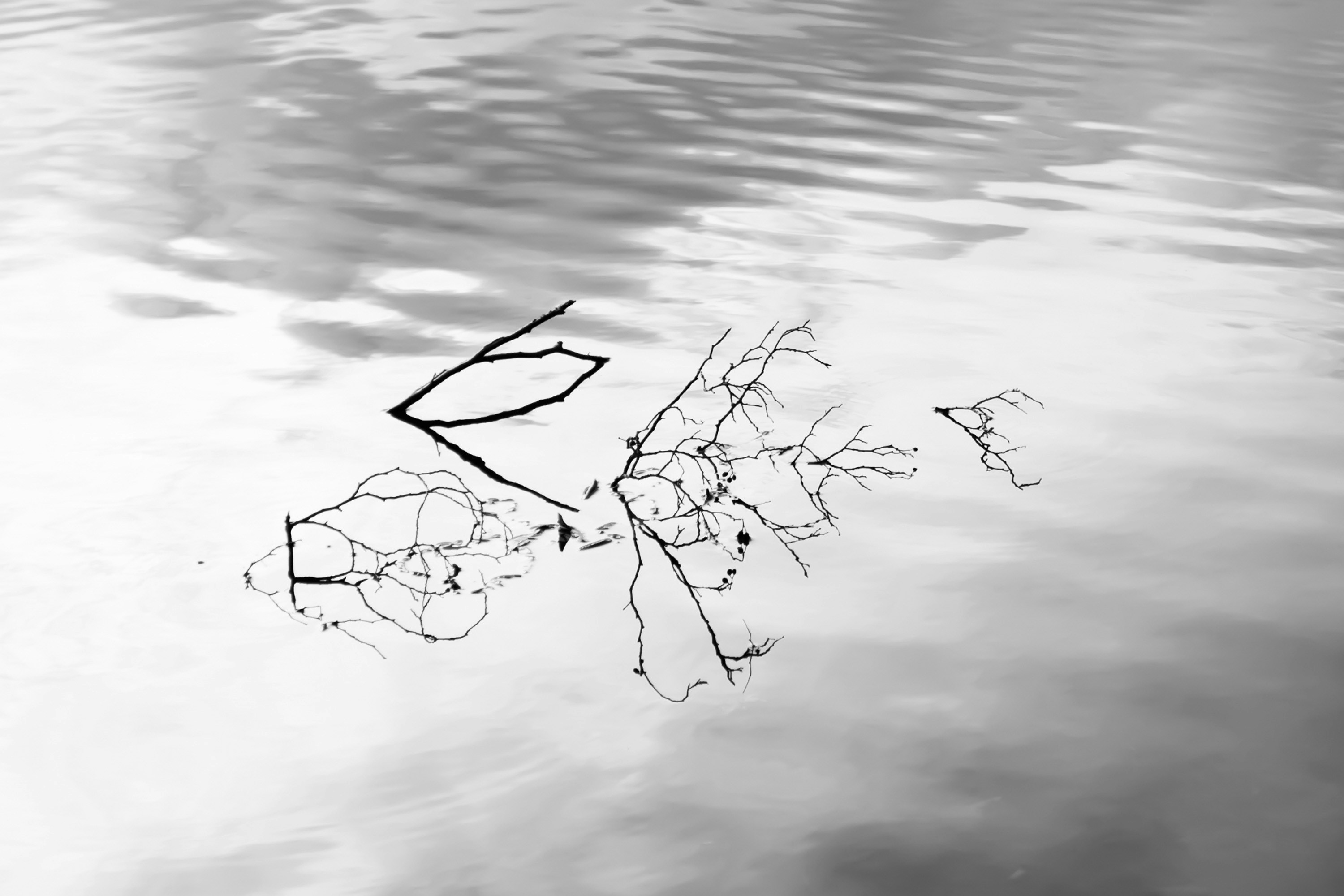 a black and white photo of a branch in the water