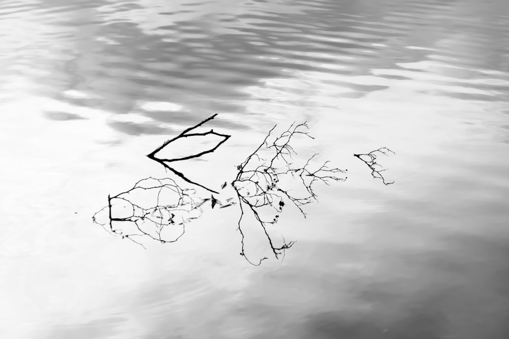 a black and white photo of a branch in the water
