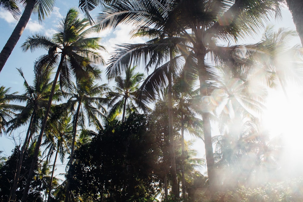 El sol brilla a través de las palmeras