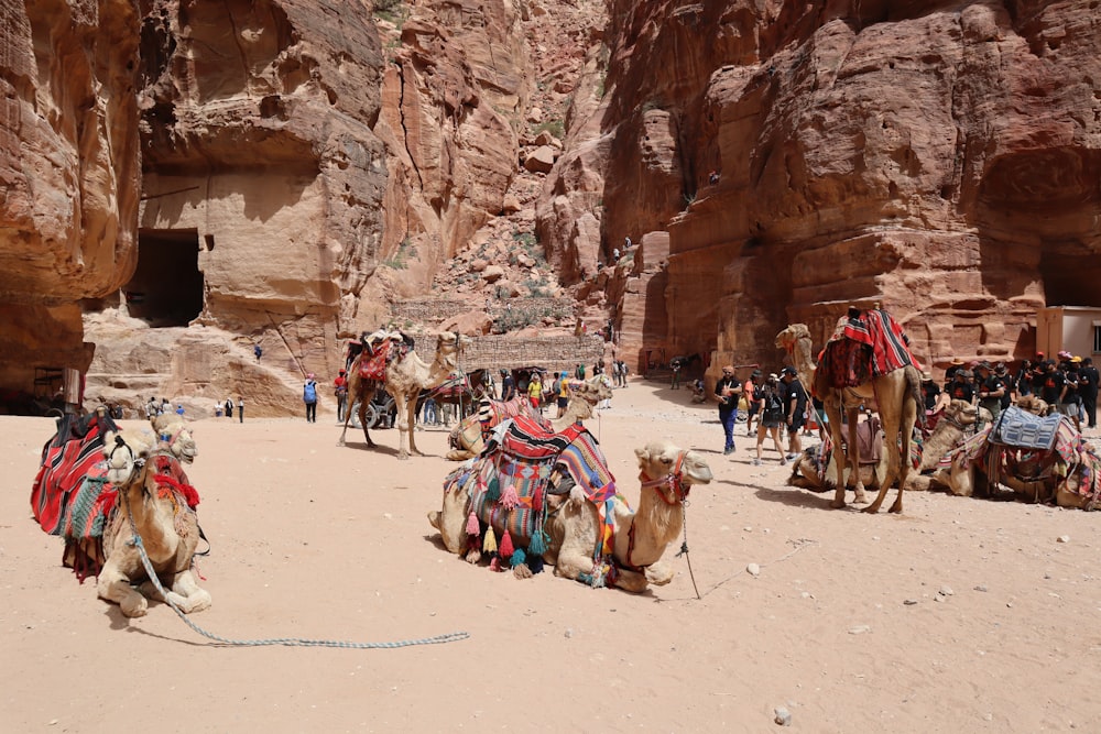 a group of people riding camels through a desert