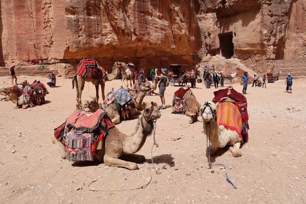 a group of camels are sitting in the desert