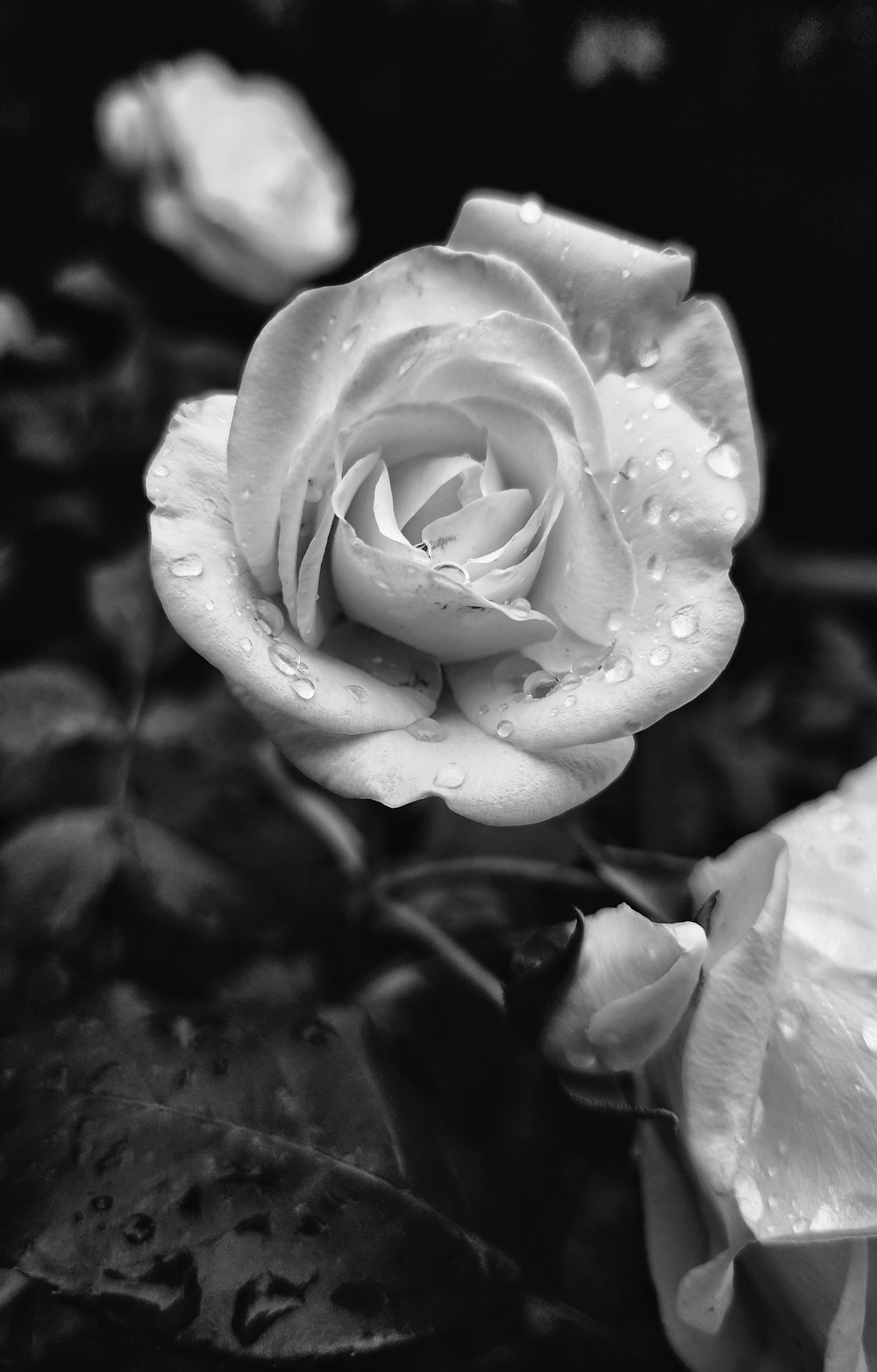 a black and white photo of a rose with water droplets