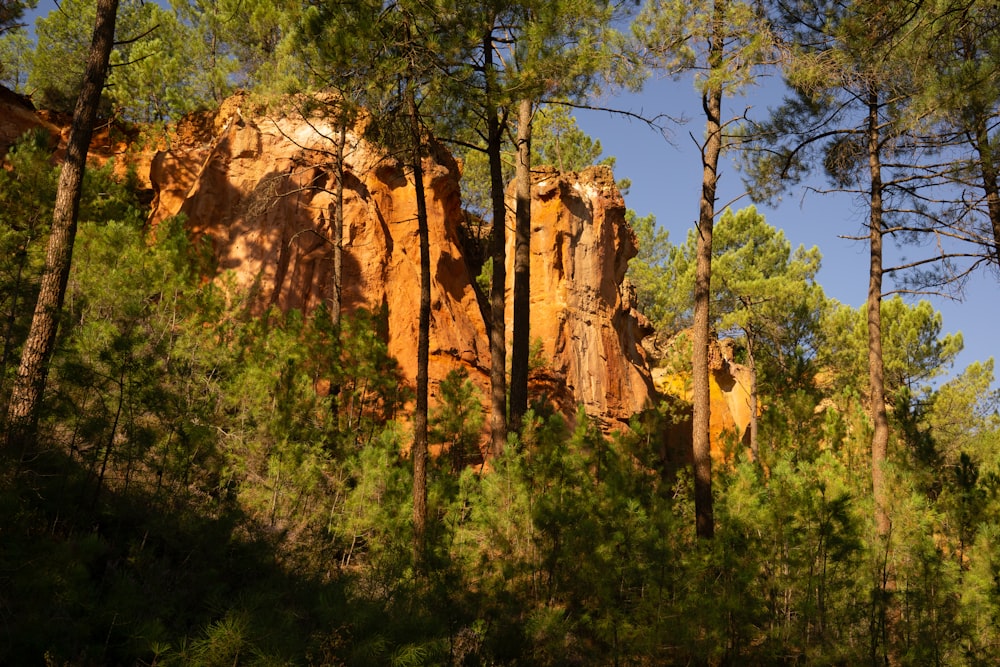 a forest filled with lots of trees and tall rocks