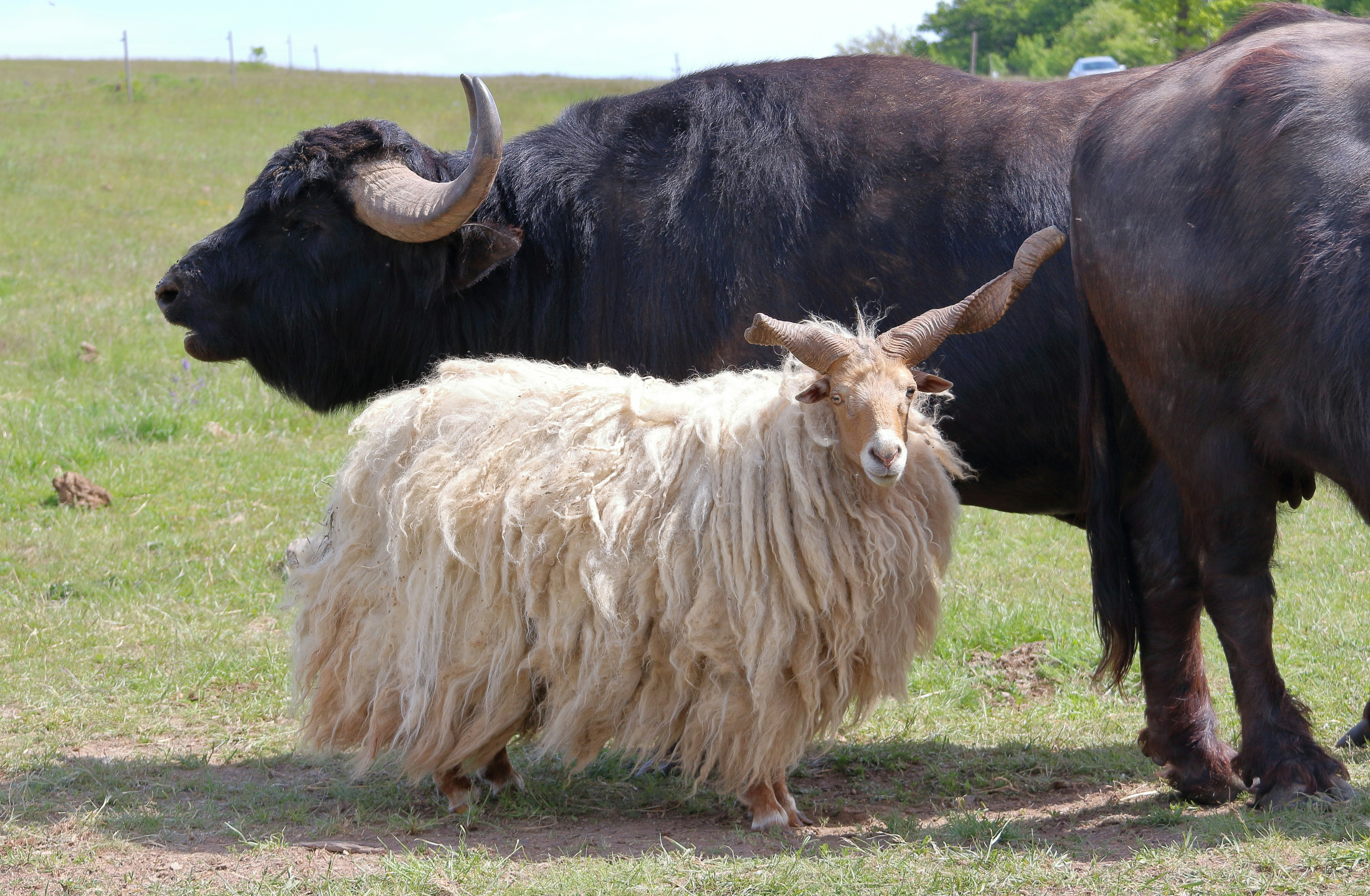 Sheep breeds | Domestication, Wool, Meat, Types, \u0026 Facts | Britannica, image size:3000x1962