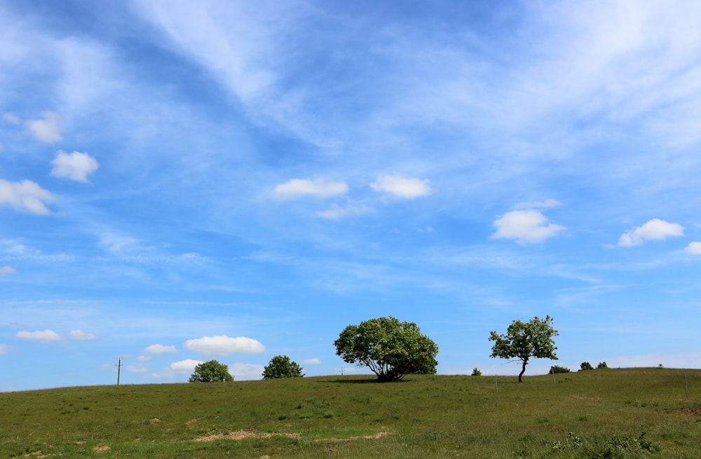 a grassy field with two trees in the distance