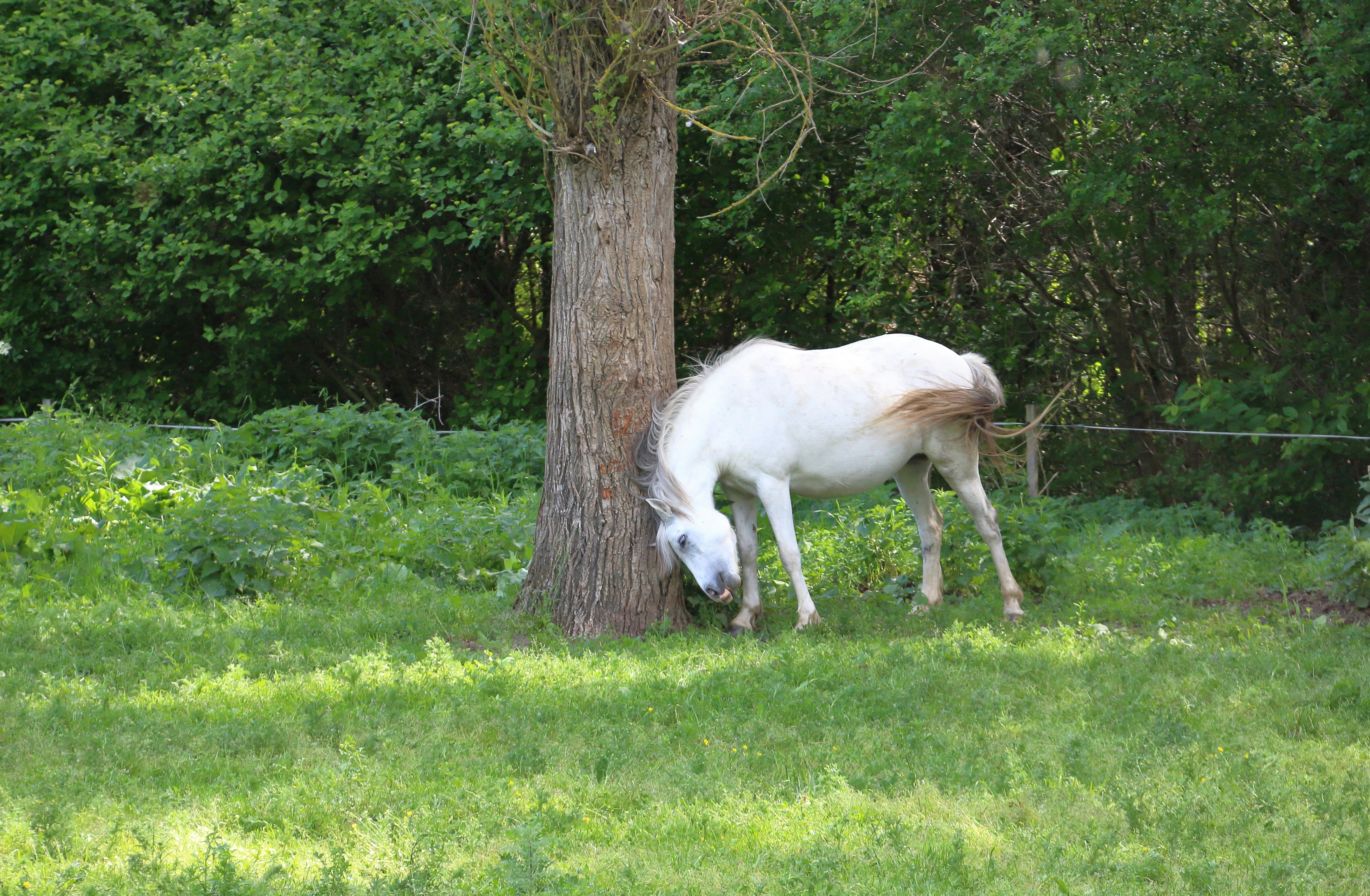 a white horse standing next to a tree