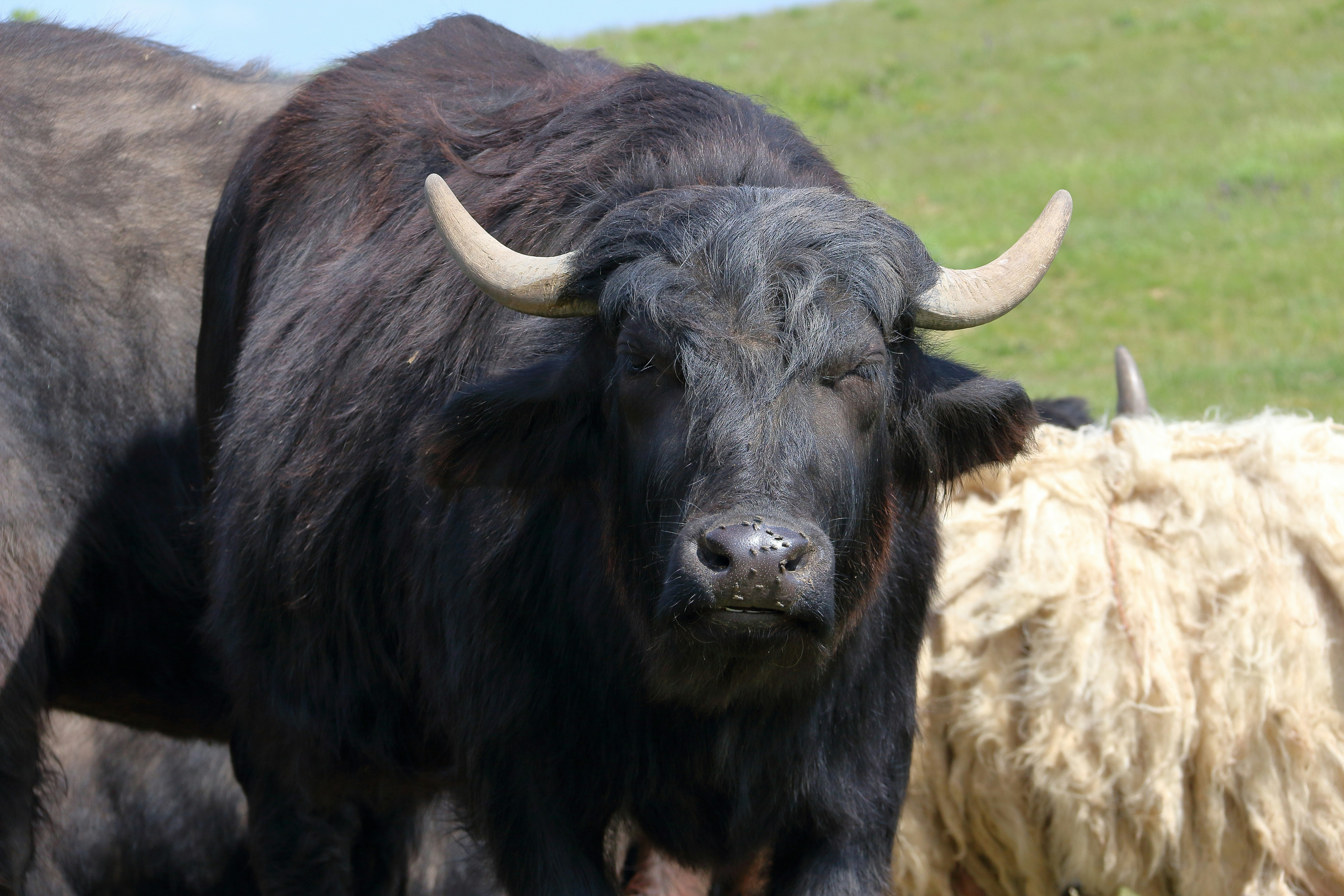 Modern Threats: Antibiotics and the Microbiome Crisis (image credits: unsplash)