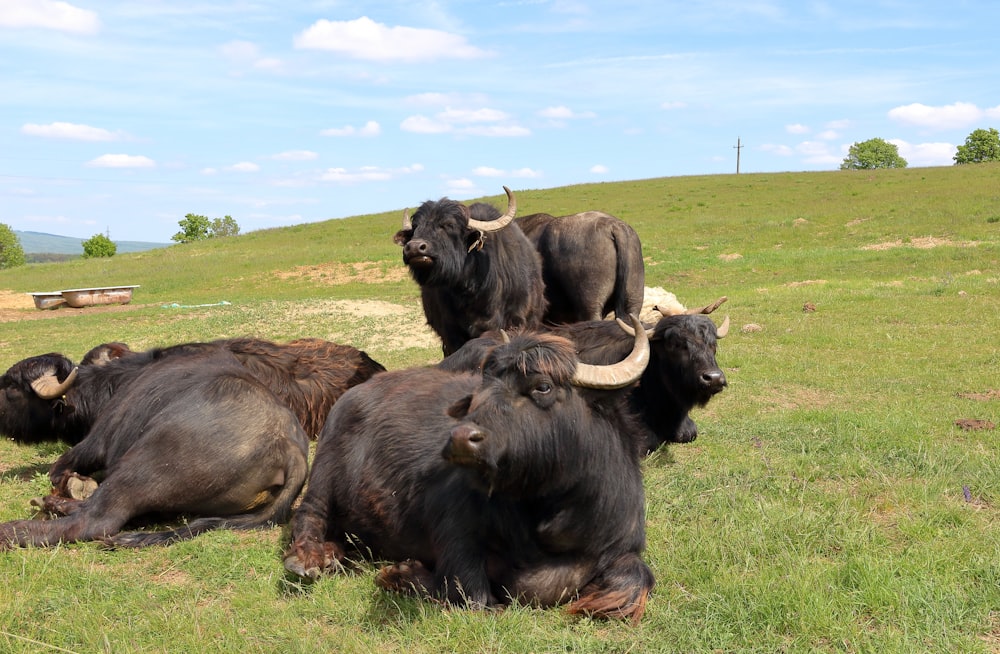 a herd of buffalo laying on top of a lush green field