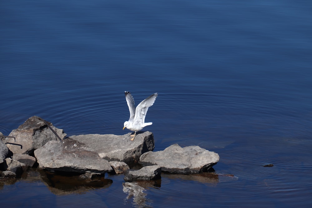 a white bird flying over a body of water