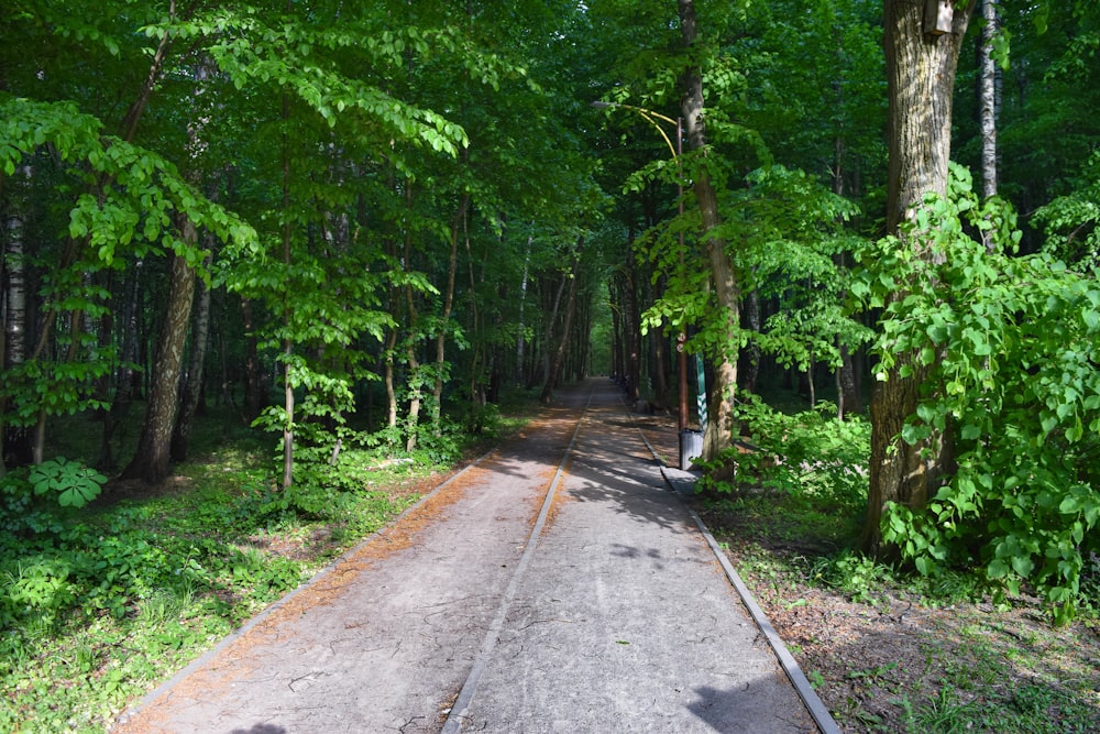 Uma estrada de terra no meio de uma floresta