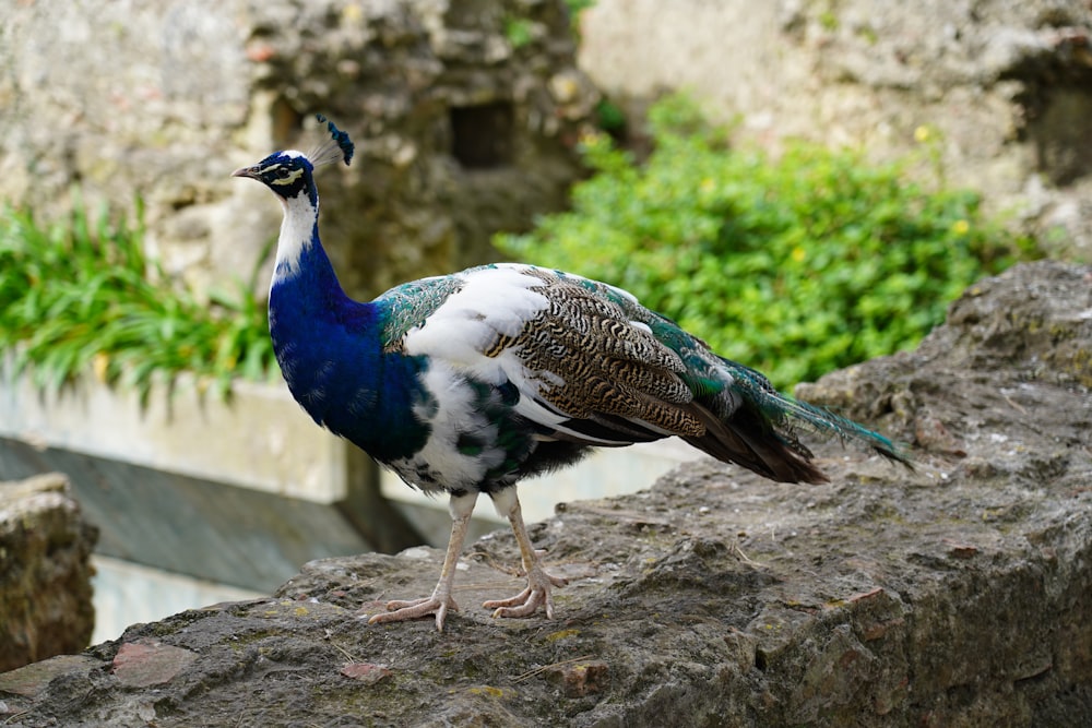 a blue and white bird standing on a rock