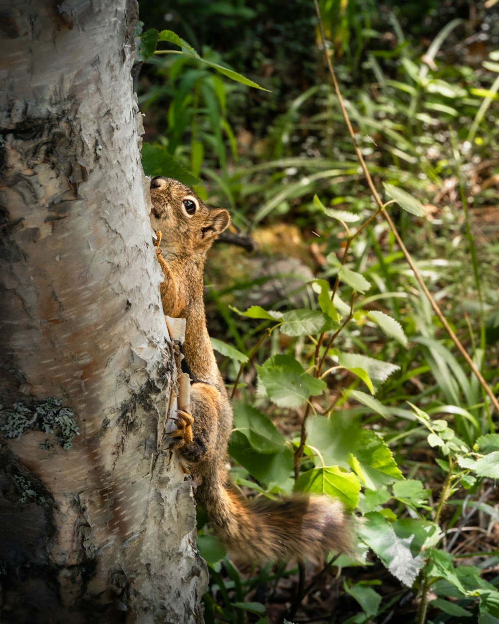 a squirrel climbing up the side of a tree