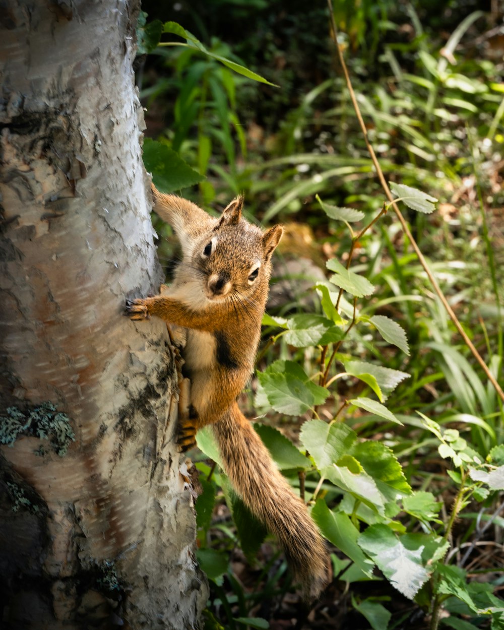 a squirrel climbing up a tree in a forest