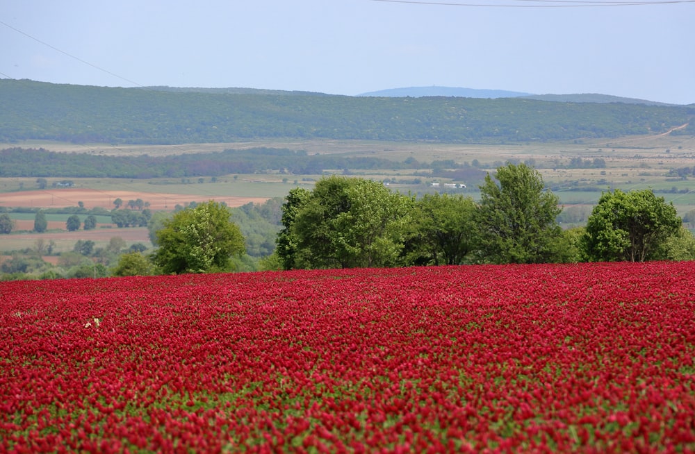 a field of red flowers with hills in the background