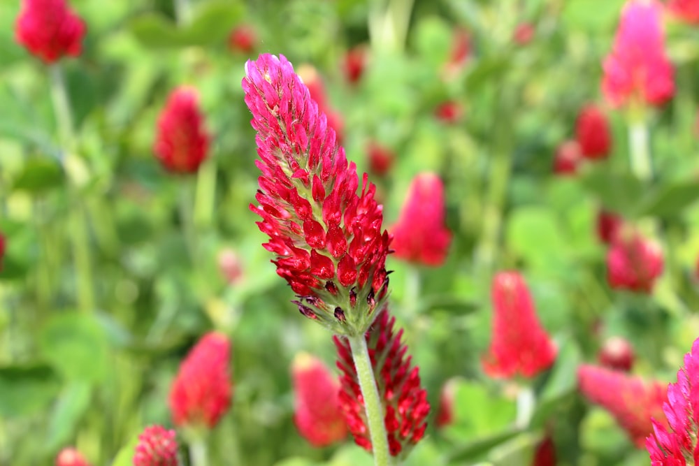 a field of red flowers with green leaves