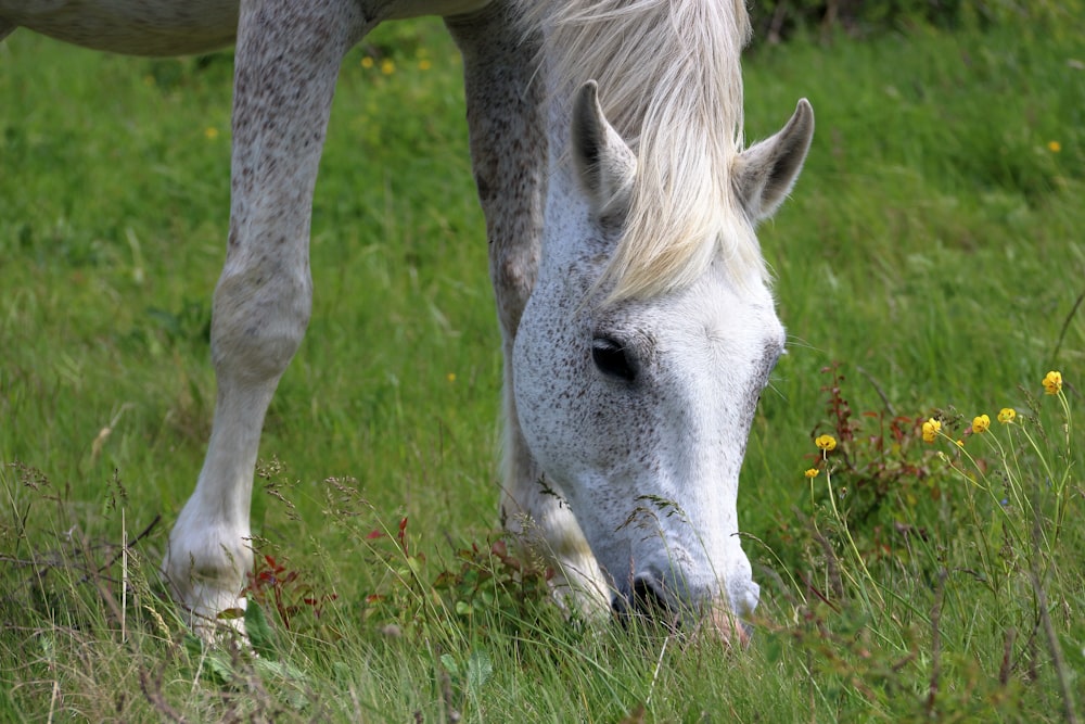 a white horse eating grass in a field