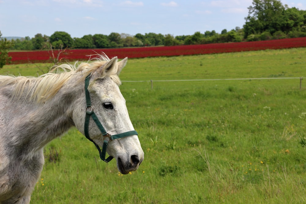 a white horse standing in a green field