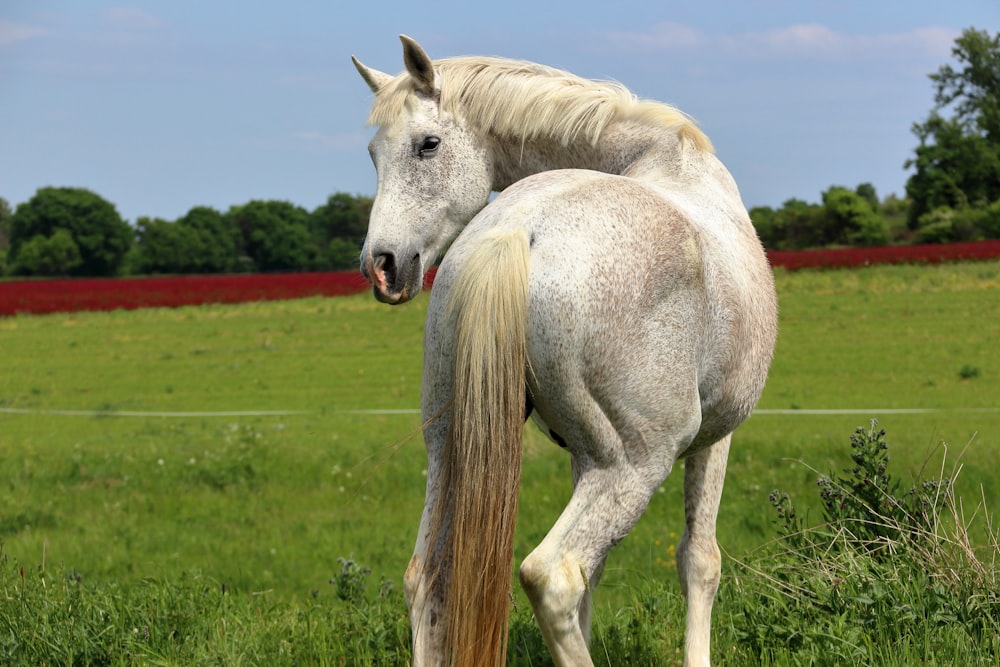 a white horse standing on top of a lush green field